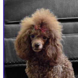 Poodle Puppies from Simply Poodle