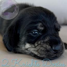 Annie🖤 - Brindle female Dachshund puppy in New Braunfels, Texas from 2 Knights Doxies