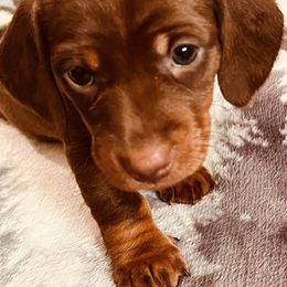 Dachshund Puppies from We love our dachshunds 2005