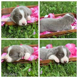 Lilac G- smooth- 1850 - Lilac female Border Collie puppy in Nashville, Arkansas from Whisenhunt Farms