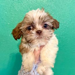 Belle - Liver and white female Shih Tzu puppy in Stroud, Oklahoma from Laik’s Little Shihtz & Poms