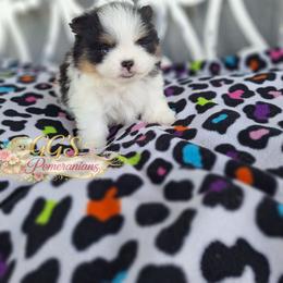 Gemini - Black parti male Pomeranian puppy in Oologah, Oklahoma from GG's Pomeranians