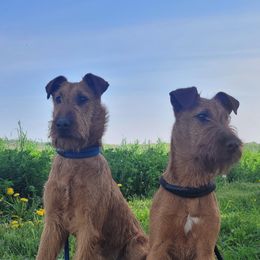 Irish Terrier and Jack Russell Terrier Puppies from Back Country Terriers