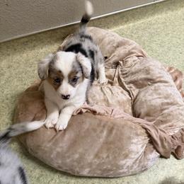 Candy cane - Blue merle and white female Cardigan Welsh Corgi puppy in Atascadero, California from California Corgis and Kunes