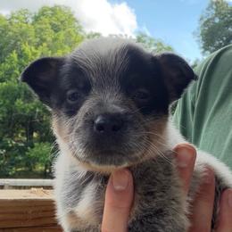 Harp - Blue female Australian Cattle Dog puppy in Devalls Bluff, Arkansas from Coolhand's Australian Cattle Dogs