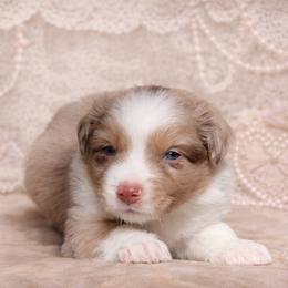Astro-2300 - Red merle male Australian Shepherd puppy in Star City, Arkansas from Blush & Lace Aussie Co.