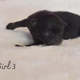 Girl 3 - Black female Pomeranian puppy in Fort Jones, California from High Rocking Pom Poms