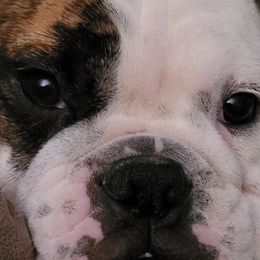 Bulldogs from Dawn Krowl's Bulldogs