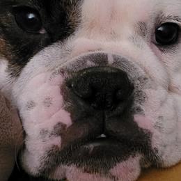 Bulldogs from Dawn Krowl's Bulldogs