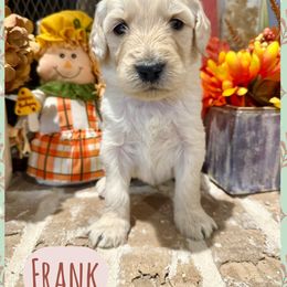 Frank - Cream male Goldendoodle puppy in Caddo Mills, Texas from Fire Wife Doodles