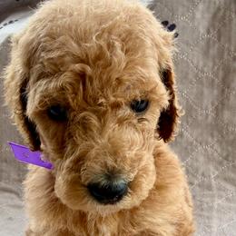 Daisy - Apricot female Poodle puppy in Greenwich, New York from MizzElle’s Standard Poodles