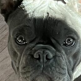 French Bulldogs from Luna Blue French Bulldog of Ohio