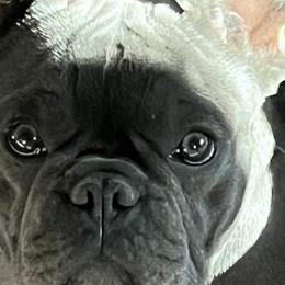 French Bulldogs from Luna Blue French Bulldog of Ohio