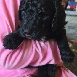 Shiloh - Black male Poodle puppy in Gillette, Wyoming from Vom Prater Haus German Shepherds and Standard Poodles