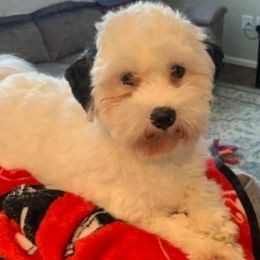 Vanilla - Bichon Frise