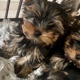 Biewer Terrier, Chinese Crested, and Yorkshire Terrier Puppies from FronkLinn Kennel