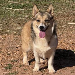 Inara - Pembroke Welsh Corgi