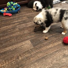 Australian Shepherd Puppies from Point Break