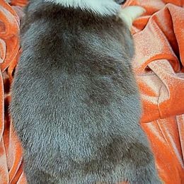 Boy 2 - male Australian Shepherd puppy in Divide, Colorado from Outlaw Farm and Kennel