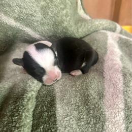 Trindle boy - Black and white male Cardigan Welsh Corgi puppy in Clinton, Tennessee from High Hopes Farm