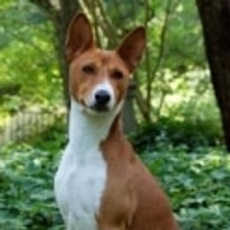 Basenjis, German Wirehaired Pointers, and Pointers from Mountain View Kennel