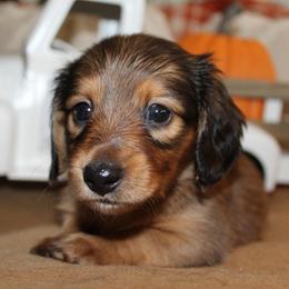 Rose - Red female Dachshund puppy in Roanoke, Alabama from J&E Dachshunds