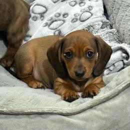 Sadie - Wild boar female Dachshund puppy in Queen Creek, Arizona from Western Weens