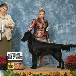 Cole - Flat-Coated Retriever