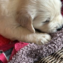 Golden Retriever Puppies from Hagan's Golden Retrievers