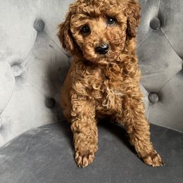 Poodle Puppies from Anna Jack