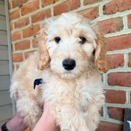 Bowie - Cream male Cockapoo puppy in Denver, Pennsylvania from Greenview Puppies