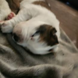 Saint Bernard Puppies from Amber's Saint Bernards