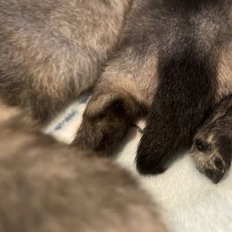 Keeshond Puppies from StarStruck Keeshonden
