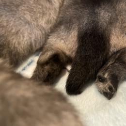Keeshond Puppies from StarStruck Keeshonden