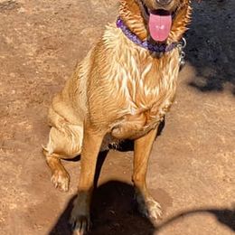 Labrador Retrievers from Red Retrievers