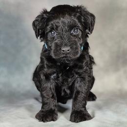 Ziggy - Black male Miniature Schnauzer puppy in Ely, Nevada from Great Basin Miniature Schnauzers