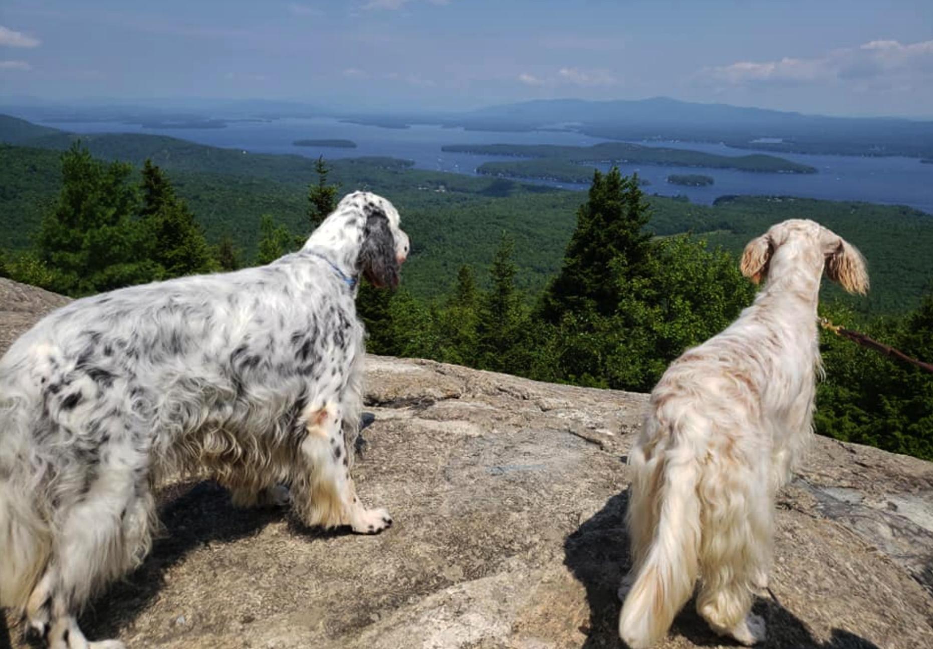 Finlayson's Pet Care Center and Granite State Service Dogs in New