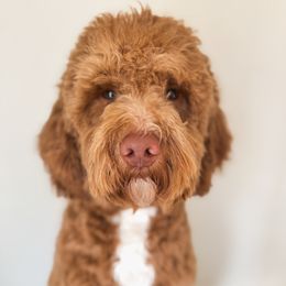 Huck - Goldendoodle