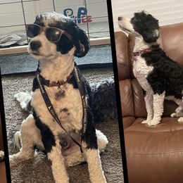 Finn - Portuguese Water Dog