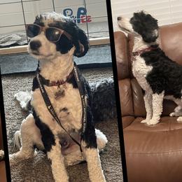 Finn - Portuguese Water Dog