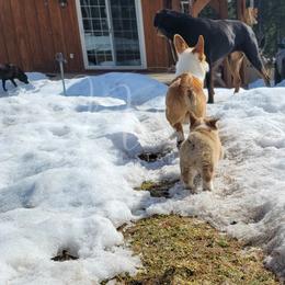 Pembroke Welsh Corgi Puppies from North Star Pembroke Welsh Corgi's