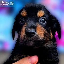 Pasco - Black tri male Miniature Australian Shepherd puppy in Punta Gorda, Florida from Christie's Creekside Aussies