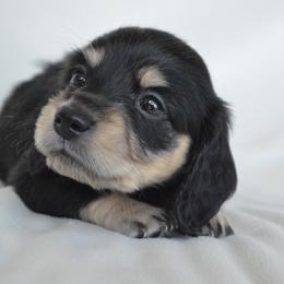 Dachshund Puppies from Dreamheart Dachshunds