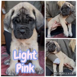 Little Pink - Fawn female Mastiff puppy in Jonesville, South Carolina from Sunrise Mastiffs