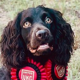 Boykin Spaniels from Briar Patch Kennels at Lucy Creek