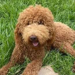 Goldendoodles from Peck’s Puppy Patch