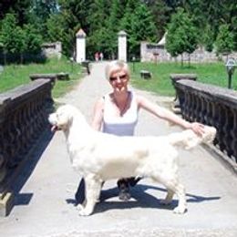 Vanille - Golden Retriever