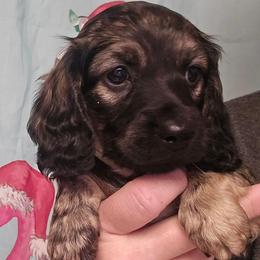 Cream brindle - Black and cream female Dachshund puppy in Port Charlotte, Florida from Vicki's Dachshund Crossing