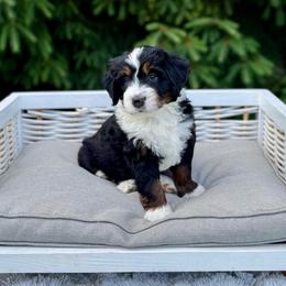 Trooper - Tri-color male Bernedoodle puppy in Bremen, Indiana from Farmland Doodles