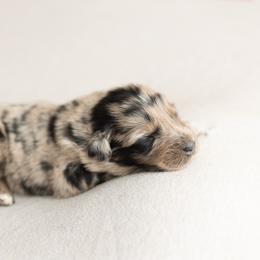 Espresso - Blue merle male Australian Shepherd puppy in Kathleen, Georgia from CM Farm